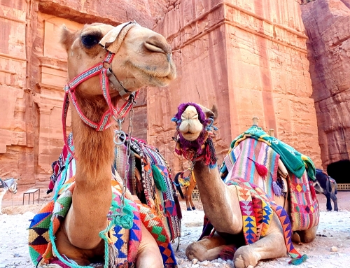 Enjoying seeing Camels in Jordan.